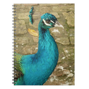Peacock Schöne Naturfotografie Notizblock