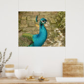 Peacock Schöne Naturfotografie Poster (Küche)