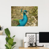 Peacock Schöne Naturfotografie Poster (Heimbüro)