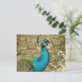 Peacock Schöne Naturfotografie Postkarte (Stehend Vorderseite)