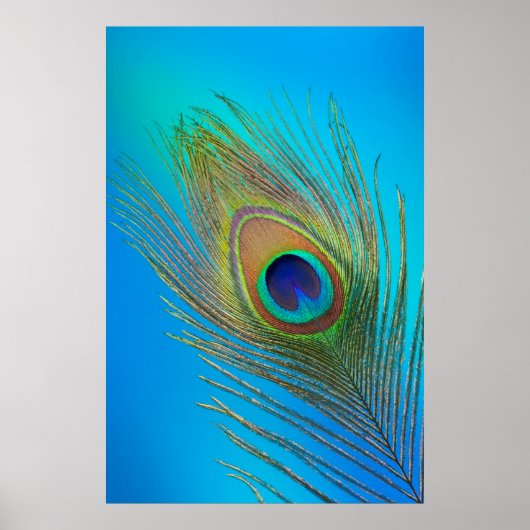 Peacock Schwanz Feather Poster (Vorne)