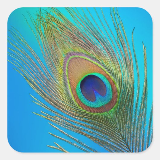 Peacock Schwanz Feather Quadratischer Aufkleber (Vorderseite)