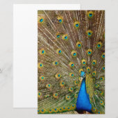 Peacock Schwanz Feathers Briefpapier (Vorne/Hinten)