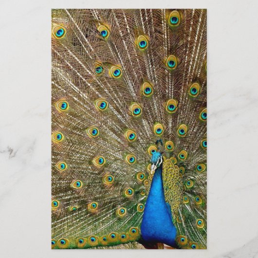 Peacock Schwanz Feathers Briefpapier (Vorderseite)