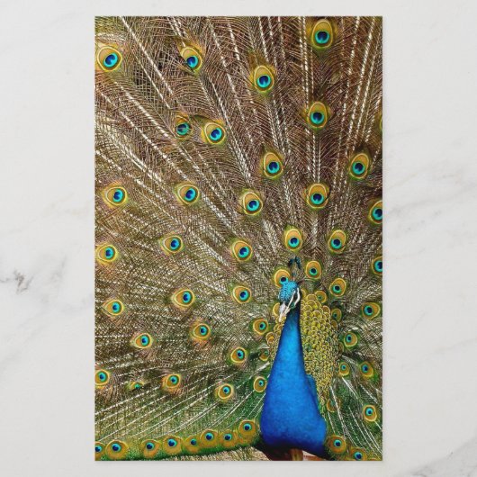 Peacock Schwanz Feathers Briefpapier (Vorderseite)