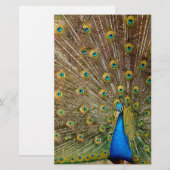 Peacock Schwanz Feathers Briefpapier (Vorne/Hinten)