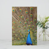 Peacock Schwanz Feathers Briefpapier (Stehend Vorderseite)