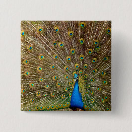 Peacock Schwanz Feathers Button
