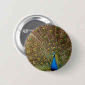 Peacock Schwanz Feathers Button (Vorne & Hinten)