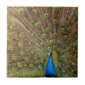 Peacock Schwanz Feathers Fliese (Vorderseite)