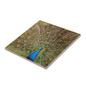 Peacock Schwanz Feathers Fliese (Seite)
