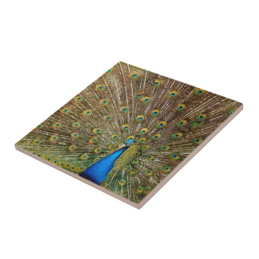Peacock Schwanz Feathers Fliese (Seite)