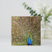 Peacock Schwanz Feathers Karte (Stehend Vorderseite)