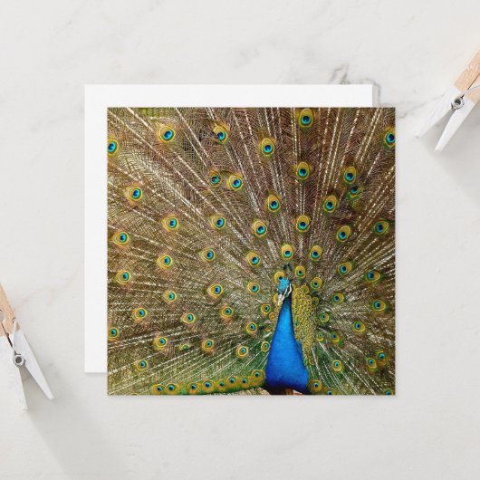 Peacock Schwanz Feathers Karte (Vorderseite/Rückseite Beispiel)