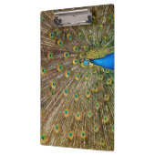 Peacock Schwanz Feathers Klemmbrett (Links)