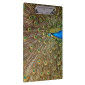 Peacock Schwanz Feathers Klemmbrett (Rechts)