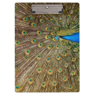 Peacock Schwanz Feathers Klemmbrett