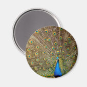 Peacock Schwanz Feathers Magnet (Vorderseite/Rückseite)
