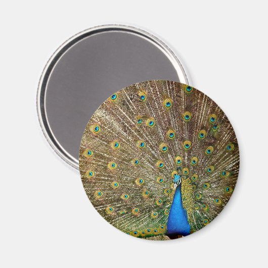 Peacock Schwanz Feathers Magnet (Vorderseite/Rückseite)