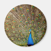 Peacock Schwanz Feathers Magnet (Vorne)
