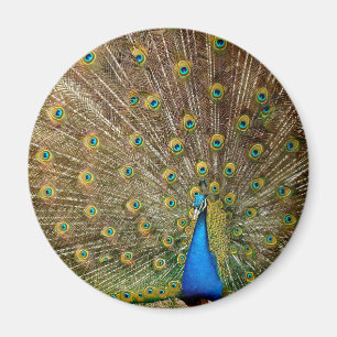 Peacock Schwanz Feathers Magnet