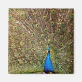 Peacock Schwanz Feathers Magnet (Vorne)