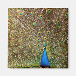 Peacock Schwanz Feathers Magnet