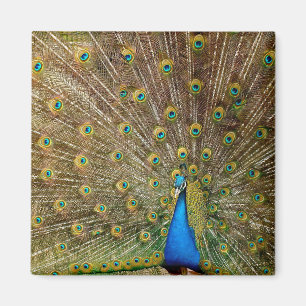 Peacock Schwanz Feathers Magnet
