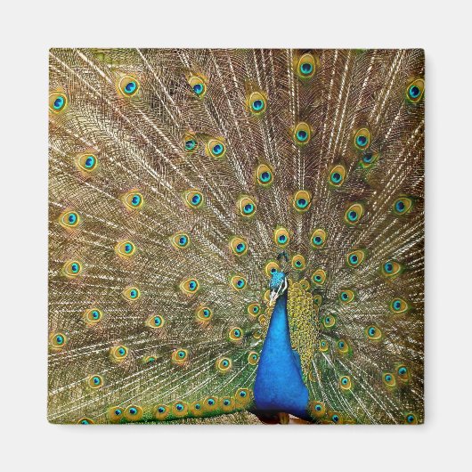 Peacock Schwanz Feathers Magnet (Vorne)