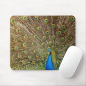 Peacock Schwanz Feathers Mousepad (Mit Mouse)