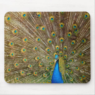 Peacock Schwanz Feathers Mousepad