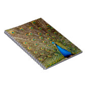 Peacock Schwanz Feathers Notizblock (Rechte Seite)