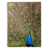 Peacock Schwanz Feathers Notizblock (Vorderseite)