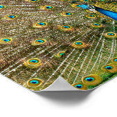 Peacock Schwanz Feathers Poster (Ecke)