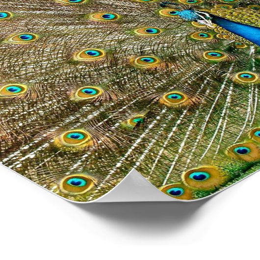 Peacock Schwanz Feathers Poster (Ecke)