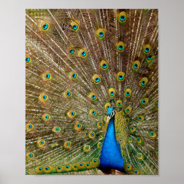 Peacock Schwanz Feathers Poster
