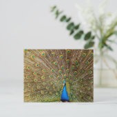 Peacock Schwanz Feathers Postkarte (Stehend Vorderseite)