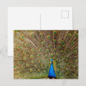 Peacock Schwanz Feathers Postkarte (Vorne/Hinten)