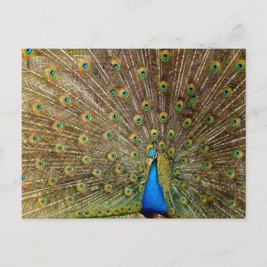 Peacock Schwanz Feathers Postkarte (Vorderseite)