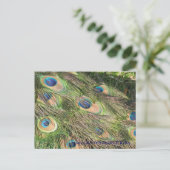 Peacock Schwanz Feathers Postkarte (Stehend Vorderseite)