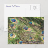Peacock Schwanz Feathers Postkarte (Vorne/Hinten)