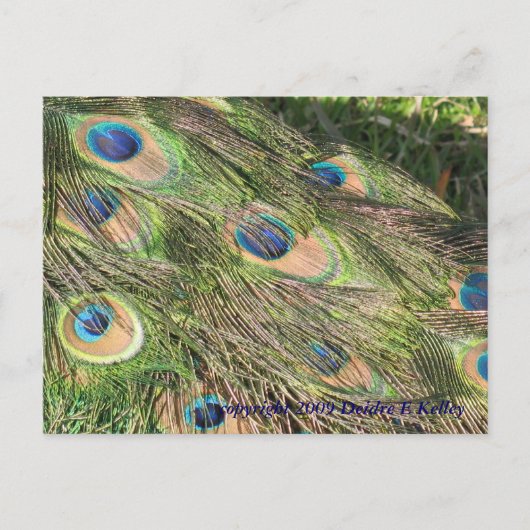 Peacock Schwanz Feathers Postkarte (Vorderseite)