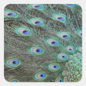 Peacock Schwanz Feathers Quadratischer Aufkleber (Vorderseite)