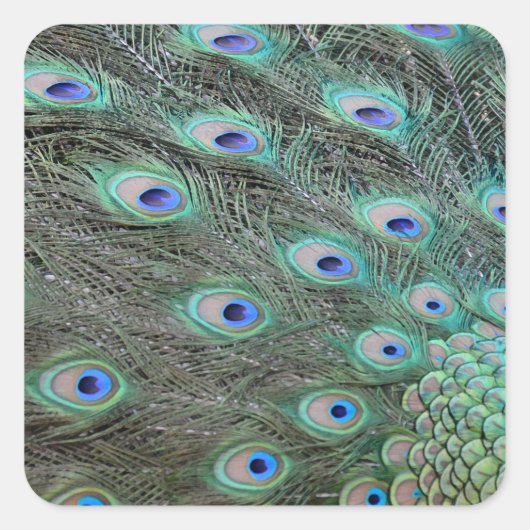 Peacock Schwanz Feathers Quadratischer Aufkleber (Vorderseite)