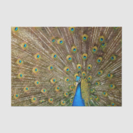 Peacock Schwanz Feathers Seidenpapier