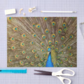 Peacock Schwanz Feathers Seidenpapier (Handwerk)