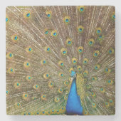 Peacock Schwanz Feathers Steinuntersetzer (Vorderseite)