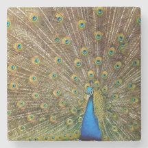 Peacock Schwanz Feathers