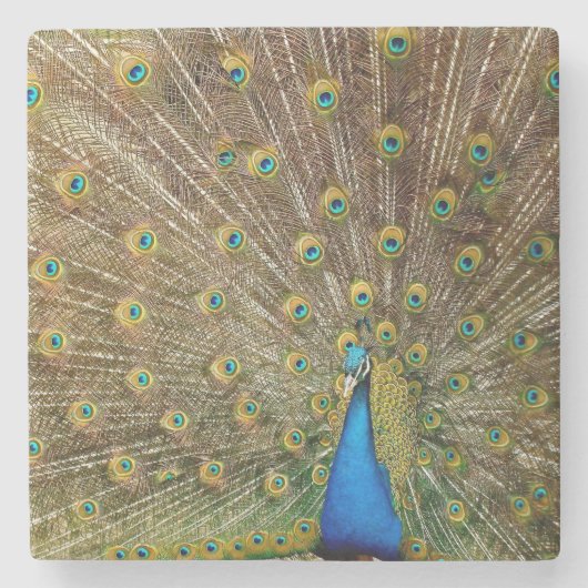 Peacock Schwanz Feathers Steinuntersetzer (Vorderseite)