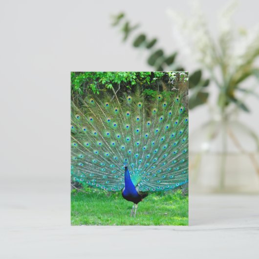 Peacock Slight Postkarte (Stehend Vorderseite)